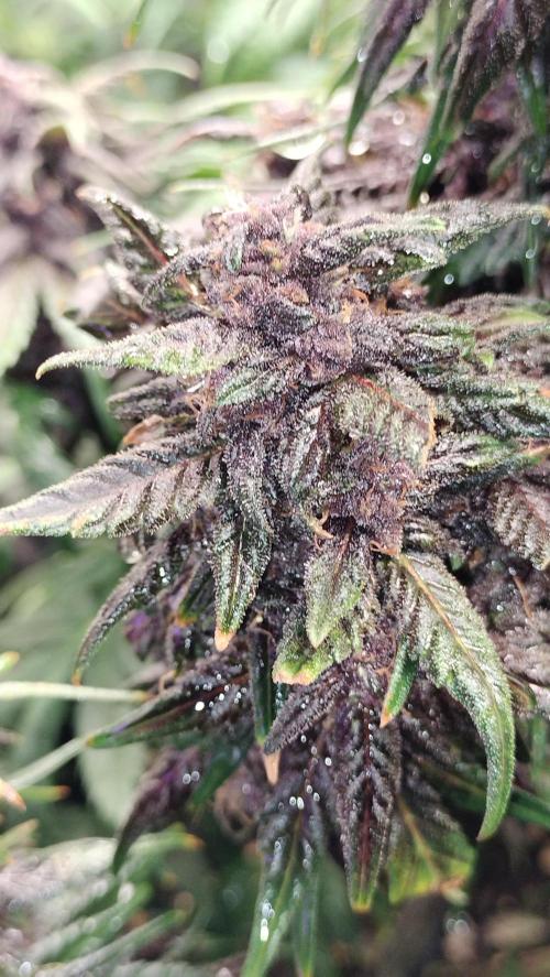 Winter Auto-42 Buds-Lemon Cherry Cookies. Week 9