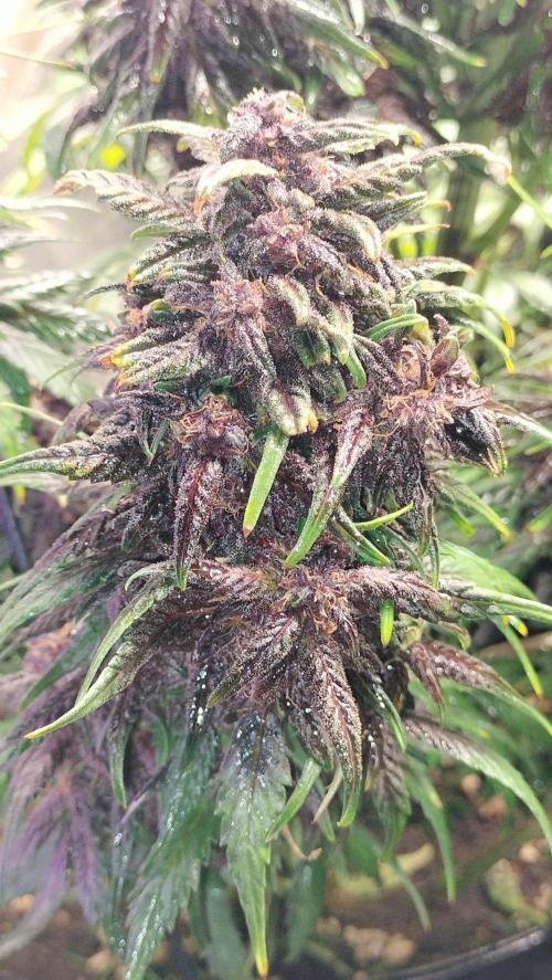 Winter Auto-42 Buds-Lemon Cherry Cookies. Week 9 - Generical oversized side buds 