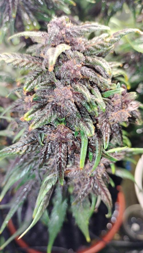 Winter Auto-42 Buds-Lemon Cherry Cookies. Week 9 - End Cycle - 9 th week since sprouting - total 76 days