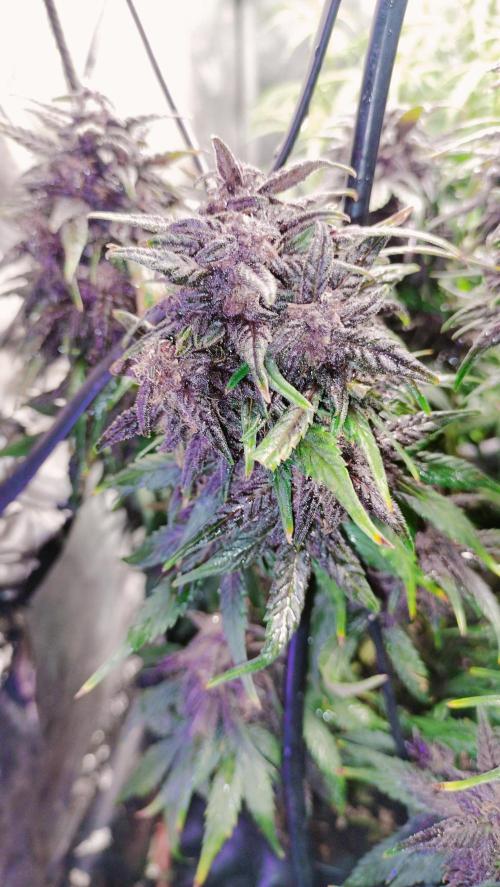 Winter Auto-42 Buds-Lemon Cherry Cookies. Week 9 - Amazing 