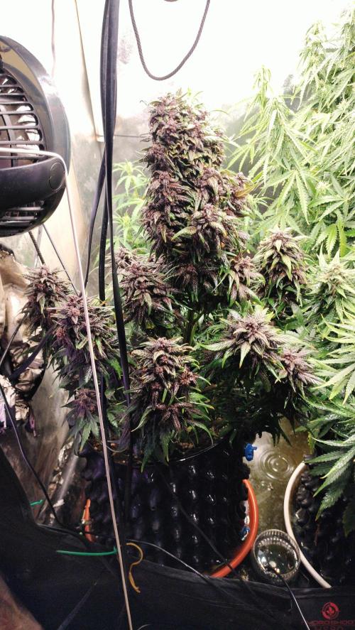Winter Auto-42 Buds-Lemon Cherry Cookies. Week 9 - Lemon Cherry Cookies... And what now?!? 
