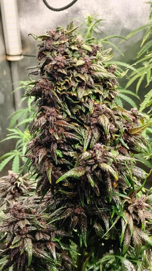 Winter Auto-42 Buds-Lemon Cherry Cookies. Week 9 - For posterity... 