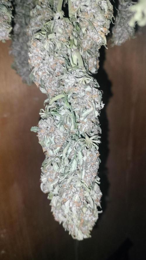 Winter Auto-42 Buds-Lemon Cherry Cookies. Week 10 - Dry process Lemon Purple Cookies -central cola - begging 17th march