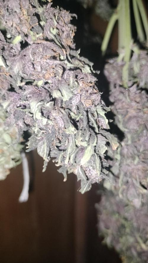 Winter Auto-42 Buds-Lemon Cherry Cookies. Week 10 - Full overlap plant - upside down maintain full structure