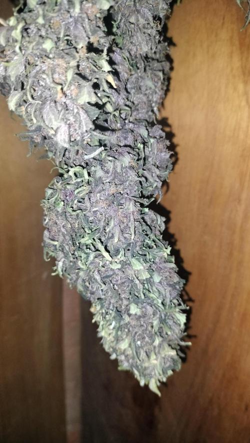 Winter Auto-42 Buds-Lemon Cherry Cookies. Week 10 - Large size on side buds