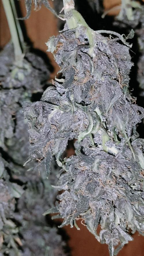 Winter Auto-42 Buds-Lemon Cherry Cookies. Week 10 - Macro photo over central colas