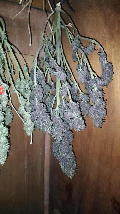 Winter Auto-42 Buds-Lemon Cherry Cookies. Week 10 - Twice full plants flipside - right Lemon Cherry Cookies -left Purple Lemonade