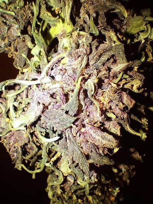 Winter Auto-42 Buds-Lemon Cherry Cookies. Week 10 - Macro photo on the central cola aspects