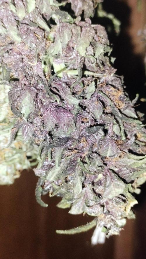 Winter Auto-42 Buds-Lemon Cherry Cookies. Week 10 - Exuberant structure of purple leafs; orange pistils and strong cola bud compact