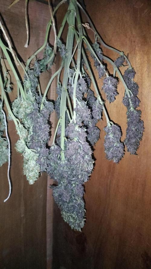 Winter Auto-42 Buds-Lemon Cherry Cookies. Week 10 - Full drying Lemon Cherry Cookies Auto 