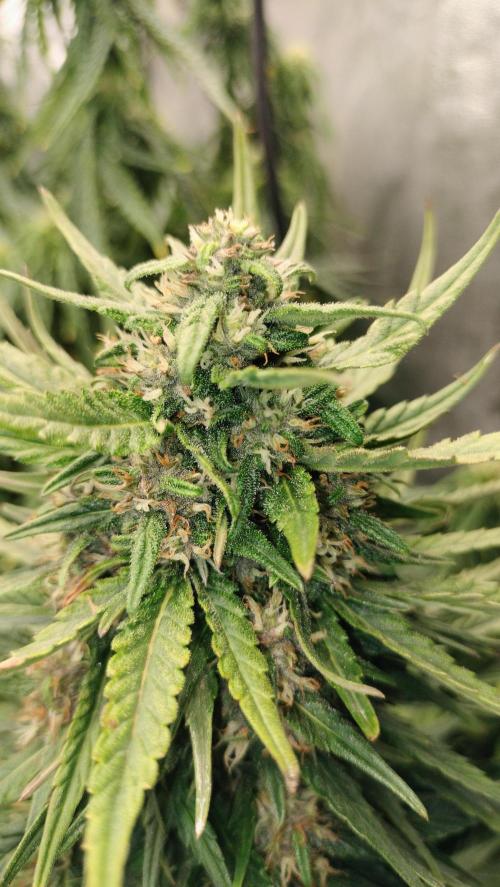 Winter Auto -42 Buds-Purple Lemonade. Week 8 - Central Cola - Purple Lemonade - week 7