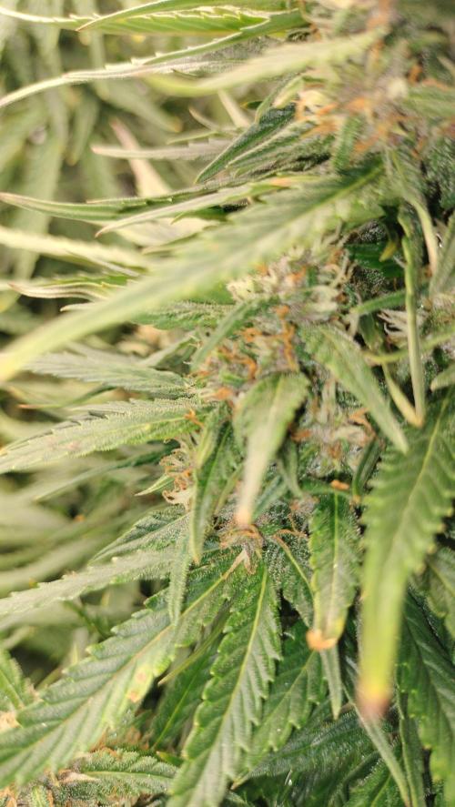 Winter Auto -42 Buds-Purple Lemonade. Week 8 - Purple Lemonade - pass week 7 to 8