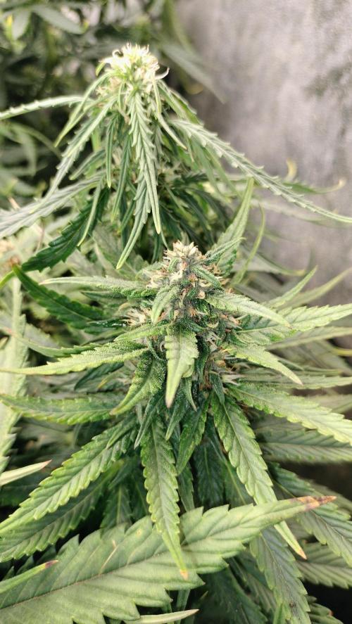 Winter Auto -42 Buds-Purple Lemonade. Week 8 - Side branch grow