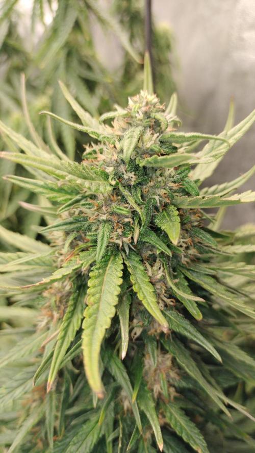 Winter Auto -42 Buds-Purple Lemonade. Week 8 - Central Cola Week 8