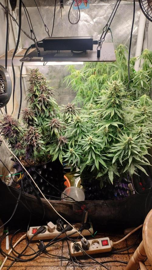 Winter Auto -42 Buds-Purple Lemonade. Week 8 - Overall look of grow arra