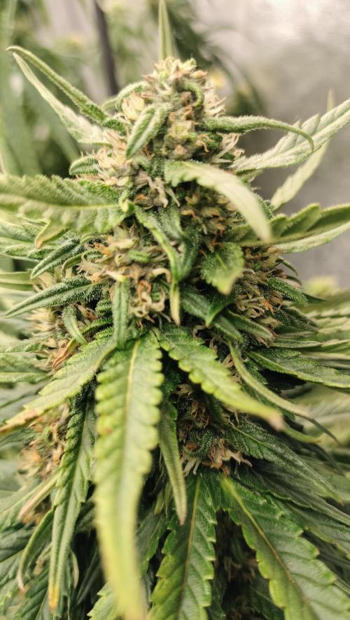 Winter Auto -42 Buds-Purple Lemonade. Week 8 - Macro photo of central cola of Purple Lemonade 