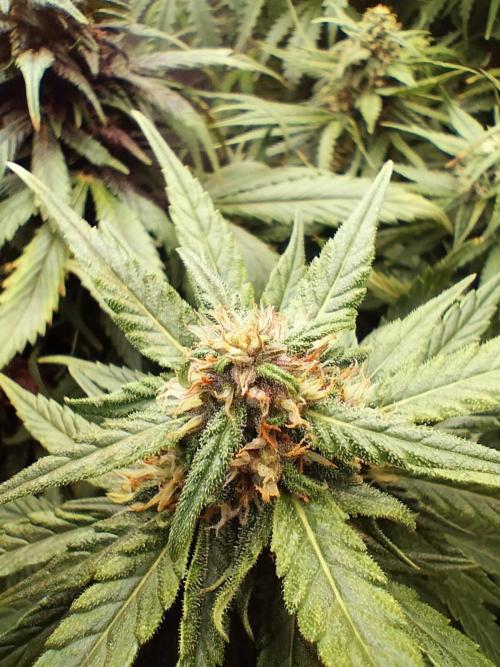 Winter Auto -42 Buds-Purple Lemonade. Week 8 - Mature branch buds