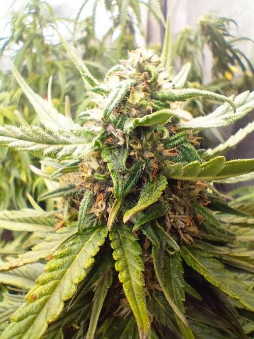 Winter Auto -42 Buds-Purple Lemonade. Week 8 - Central Cola final stage of evolution