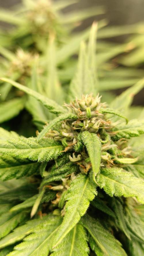 Winter Auto -42 Buds-Purple Lemonade. Week 8 - Branch side bud