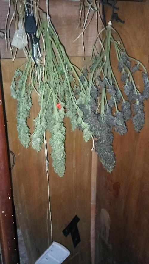 Winter Auto -42 Buds-Purple Lemonade. Week 10 - Overall view on the drying area