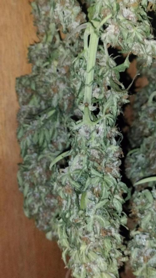 Winter Auto -42 Buds-Purple Lemonade. Week 10 - Purple Lemonade 42 Auto Bud early dey 10 th week