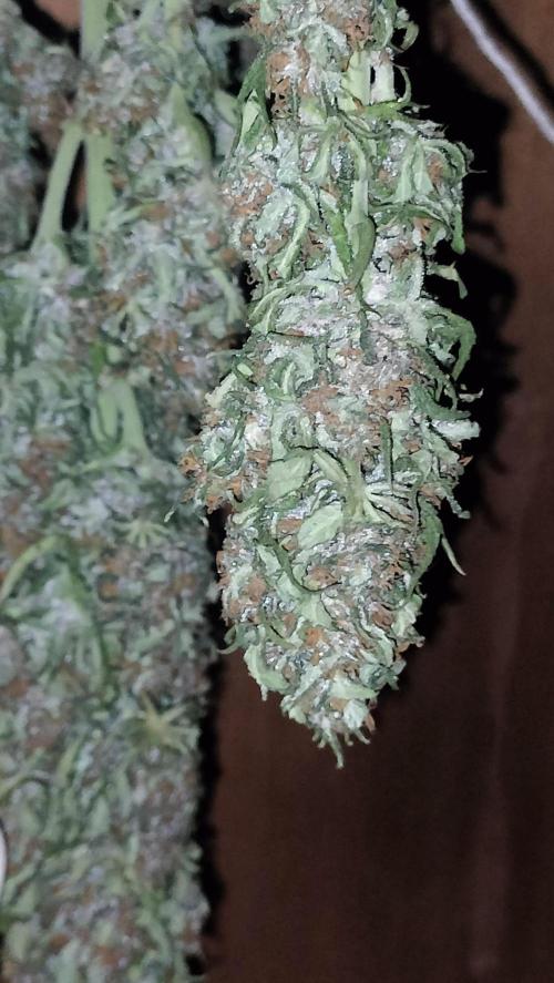 Winter Auto -42 Buds-Purple Lemonade. Week 10 - Lateral yield buds on Purple Lemonade
