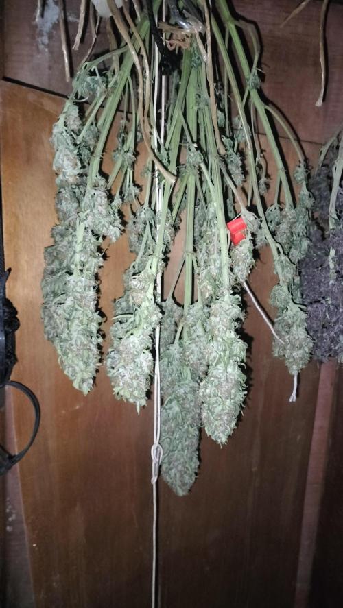 Winter Auto -42 Buds-Purple Lemonade. Week 10 - Flipside whole set plant drying homogeneously 