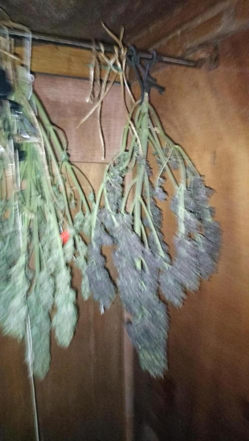 Winter Auto -42 Buds-Purple Lemonade. Week 10 - Double strains on drying process