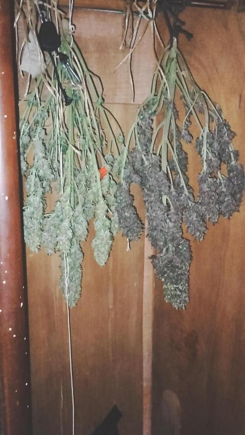 Winter Auto -42 Buds-Purple Lemonade. Week 10 - Double strains on drying process