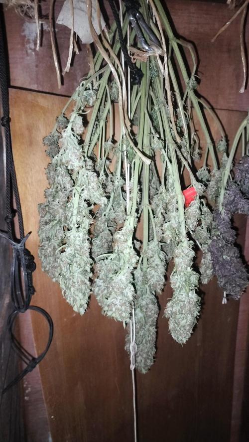 Winter Auto -42 Buds-Purple Lemonade. Week 10 - Purple Lemonade 42 Fast Bud's starting dry 16th march 2026