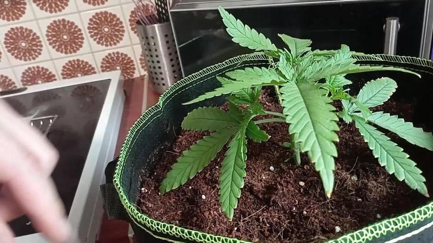 FB White Widow