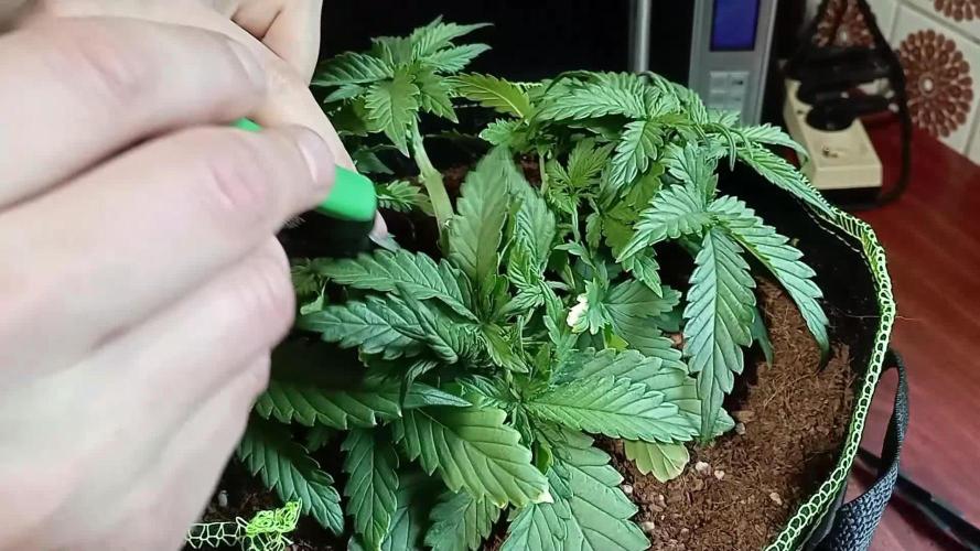 FB White Widow
