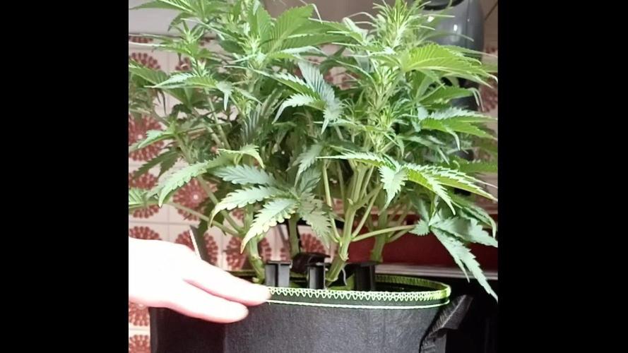FB White Widow