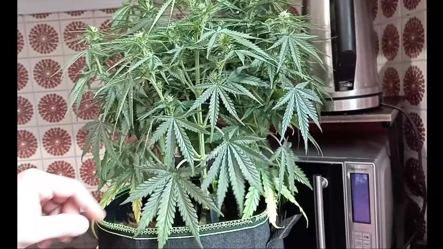 FB White Widow