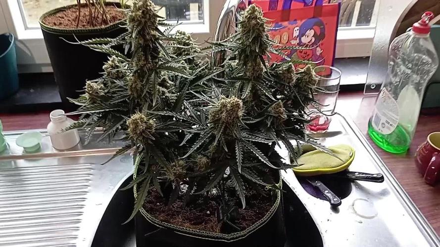 FB White Widow