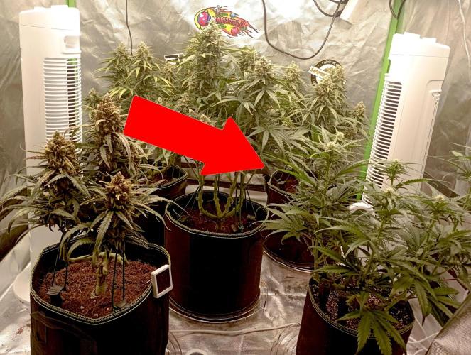 FB Banana Purple Punch. Week 7 - first days