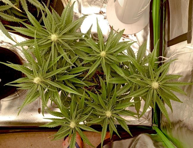 FB Banana Purple Punch. Week 7 - first days