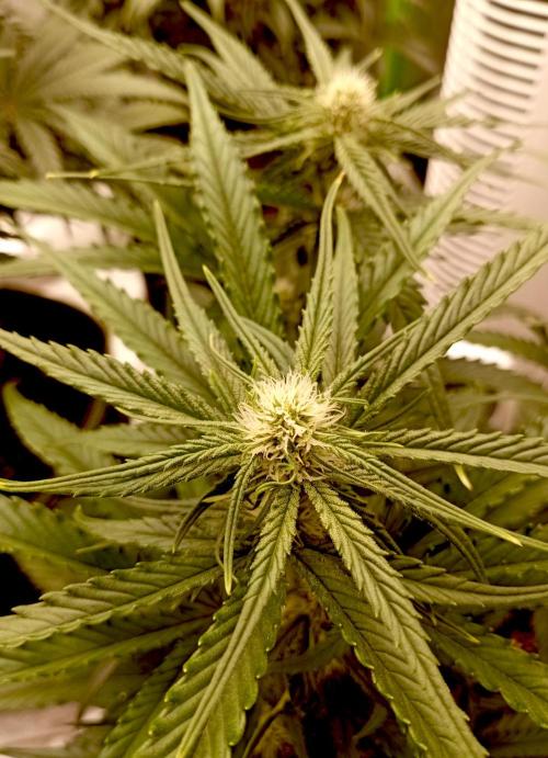 FB Banana Purple Punch. Week 7 - first days