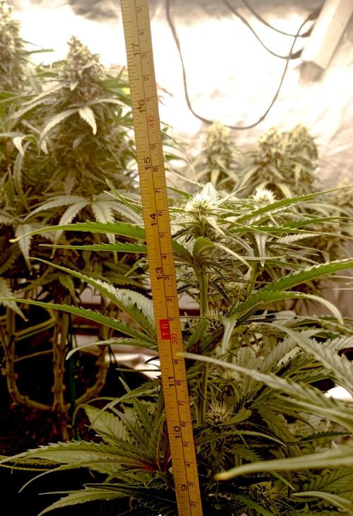 FB Banana Purple Punch. Week 7 - first days