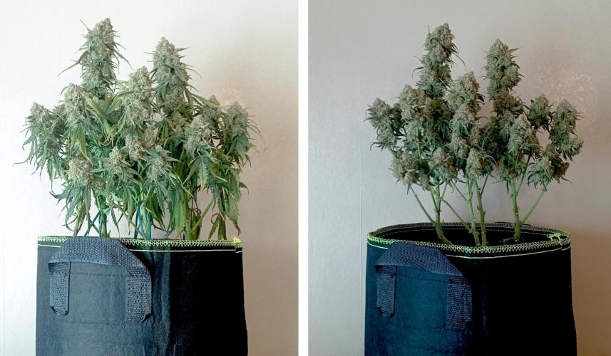 FB White Widow. Week 10 - chopping bonsaï girl