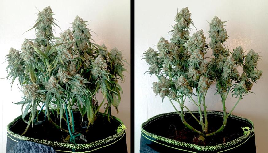 FB White Widow. Week 10 - chopping bonsaï girl