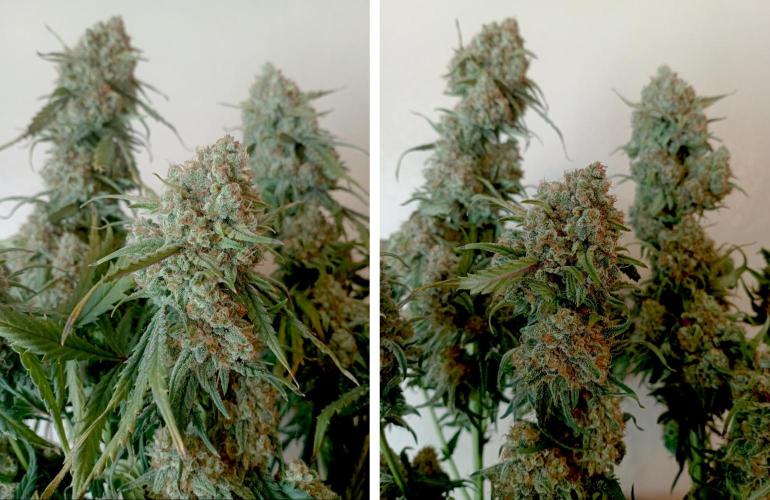 FB White Widow. Week 10 - chopping bonsaï girl