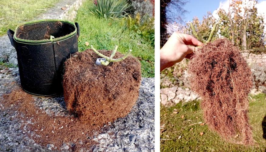 FB White Widow. Week 10 - chopping bonsaï girl