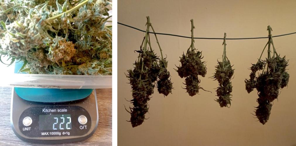 FB White Widow. Week 10 - chopping bonsaï girl