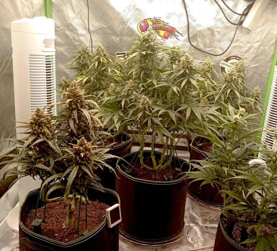 FB White Widow. Week 10 - first days