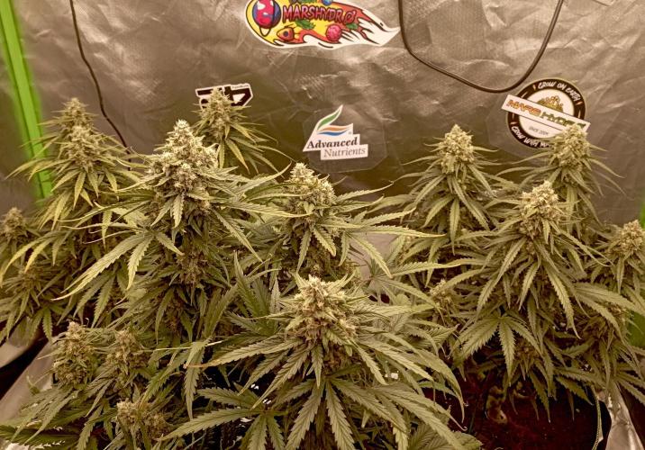 FB White Widow. Week 10 - first days