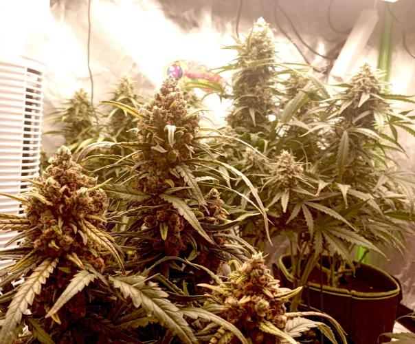 FB White Widow. Week 10 - first days