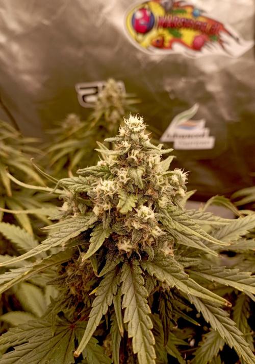 FB White Widow. Week 10 - first days