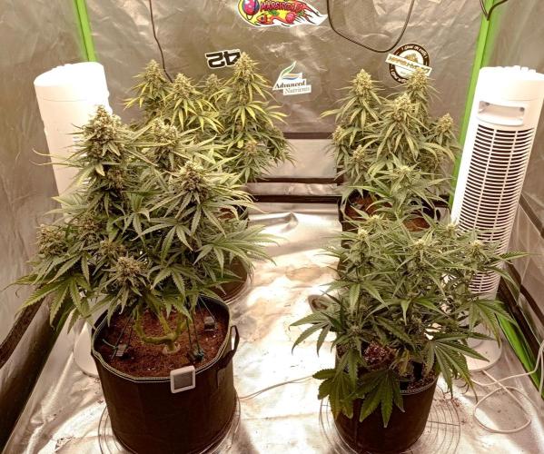 FB White Widow. Week 10 - midweek