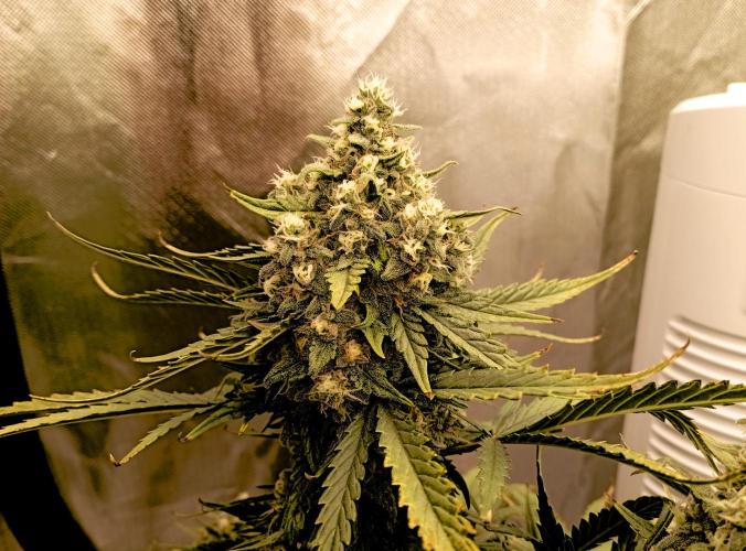 FB White Widow. Week 10 - midweek